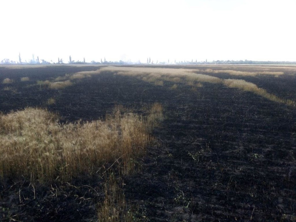В Николаеве выгорело 9 гектаров территории из-за неосторожности граждан (ВИДЕО)