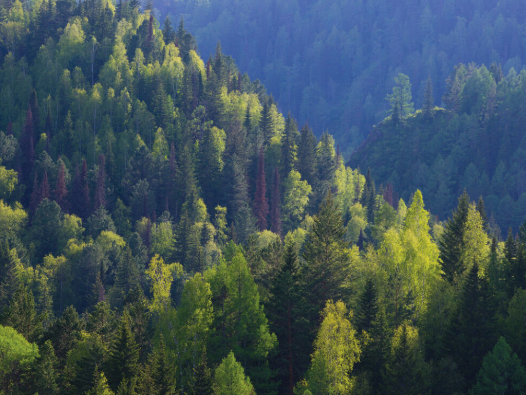 За последние 30 лет в мире площадь лесов уменьшилась на 178 миллионов гектаров – ООН