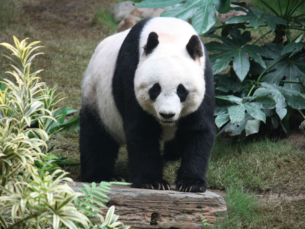 В Южной Корее гигантская панда впервые родила: видео с детенышем