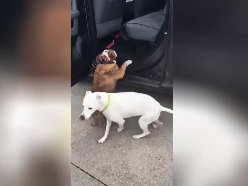 Два неуклюжих пса пытались забраться в автомобиль и рассмешили Сеть (ФОТО, ВИДЕО)