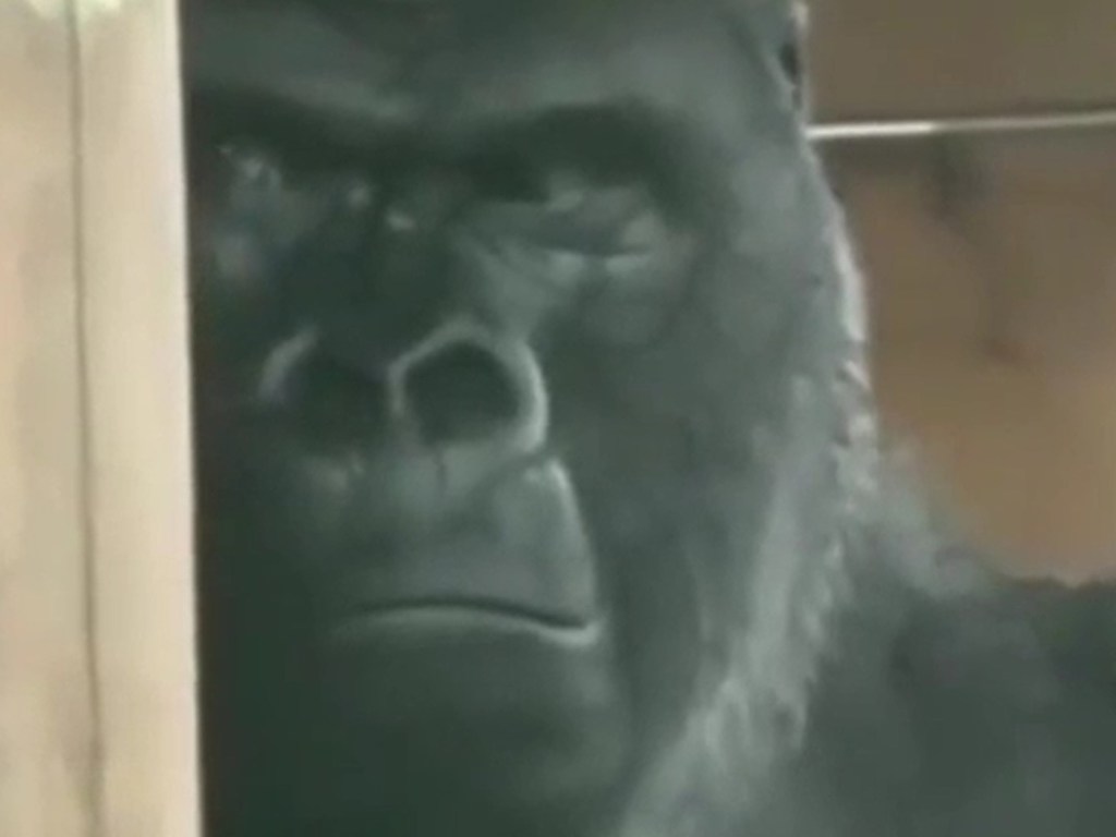 Обиженная горилла рассмешила Сеть своим «лицом» (ФОТО, ВИДЕО)