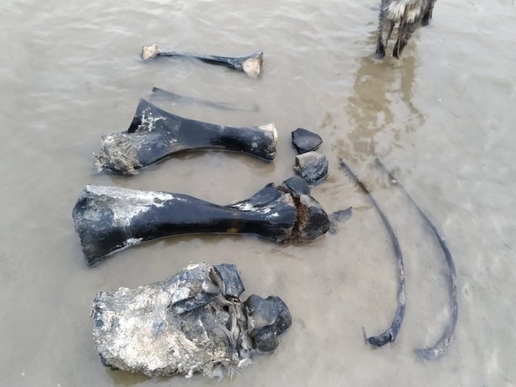 В Западной Сибири нашли отлично сохранившийся скелет мамонта (ФОТО, ВИДЕО)
