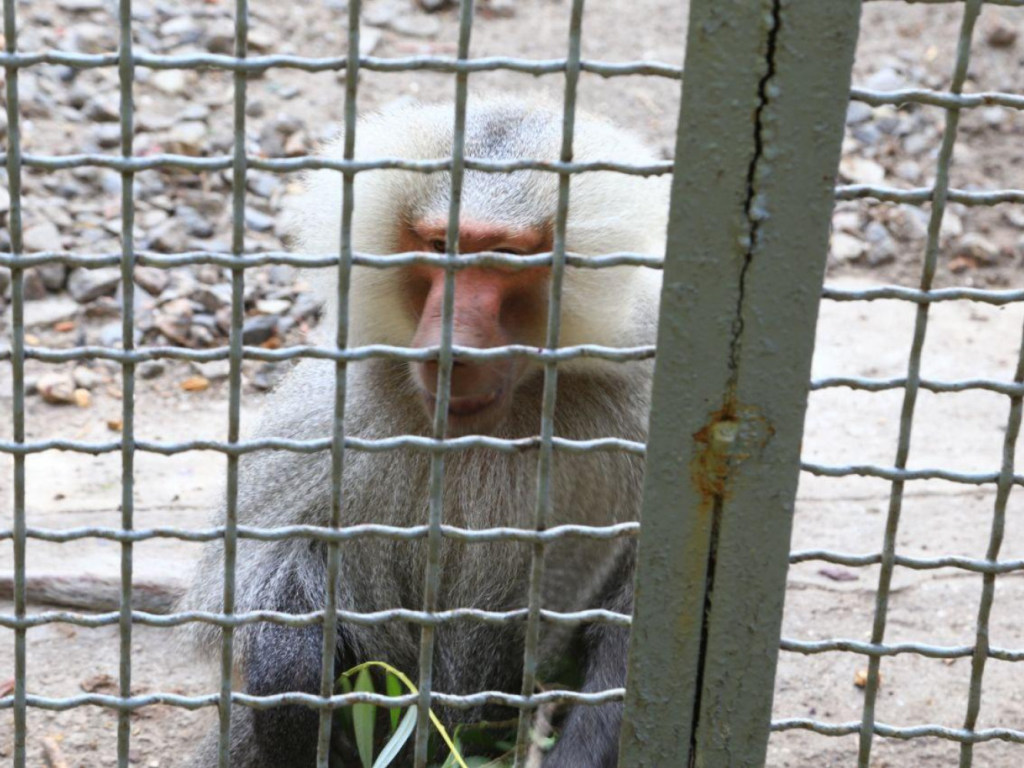 В Одессе из зоопарка сбежали гамадрилы (ФОТО, ВИДЕО)
