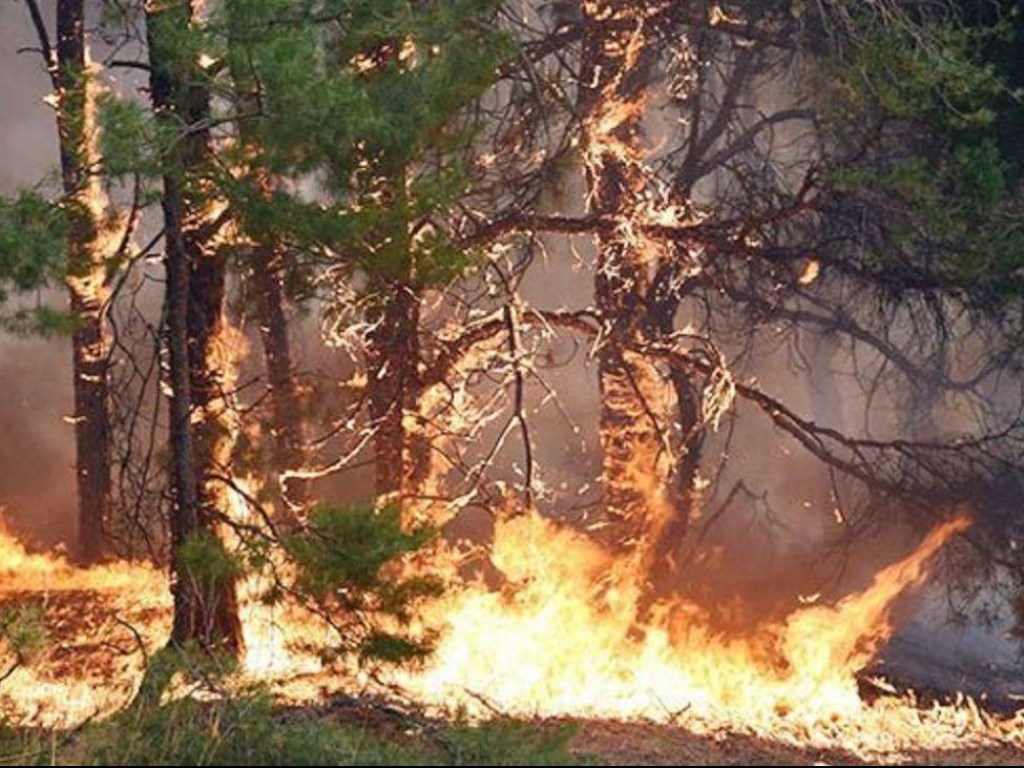 В ГСЧС предупредили о чрезвычайном уровне пожарной опасности в Украине