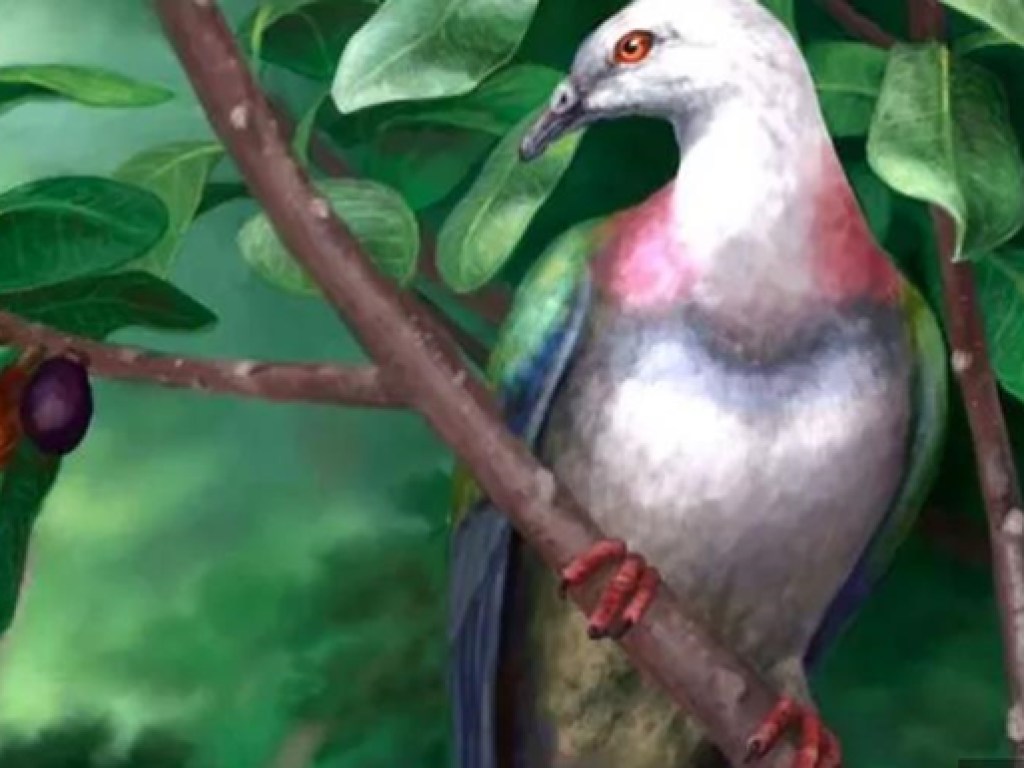 Ученые обнаружили останки полуметрового доисторического голубя (ФОТО)