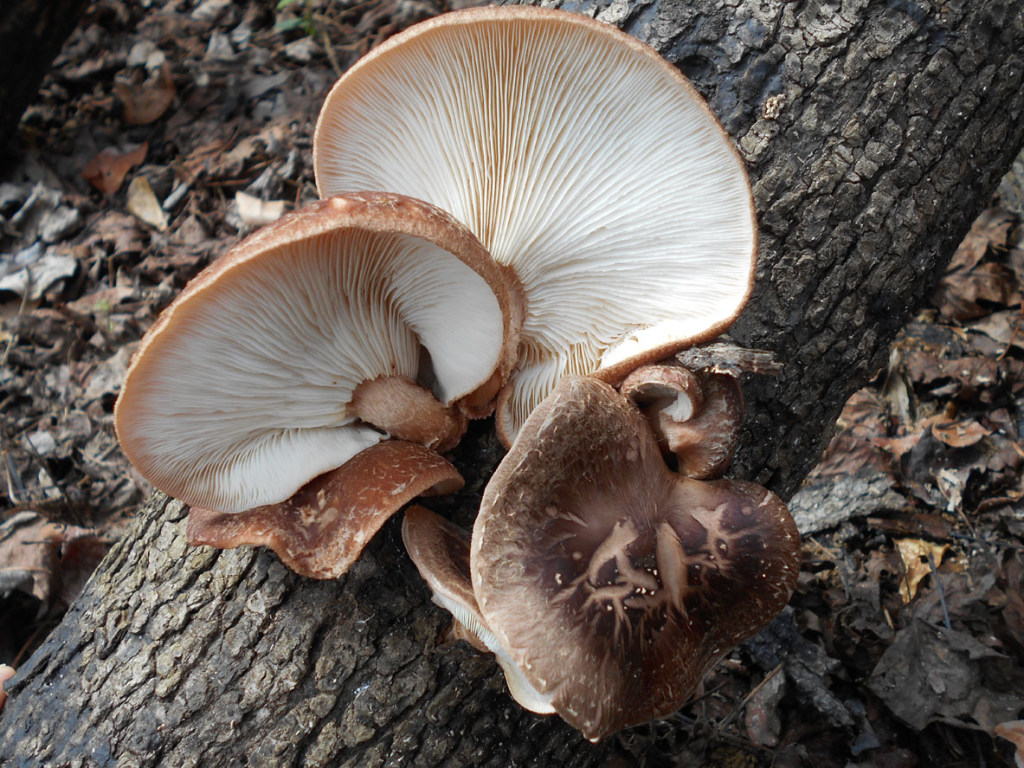 Стали известны грибы, способные спасти мужчин от простатита