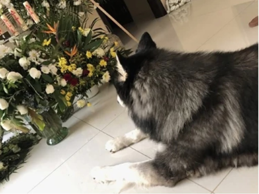 Фото верной собаки у места захоронения хозяина растрогало Сеть(ФОТО)