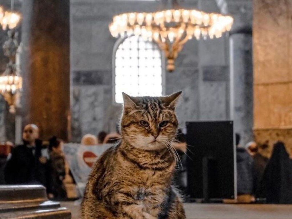 После поселения в Соборе в Стамбуле уличная кошка прославилась и «завела» аккаунт в Инстаграм (ФОТО)
