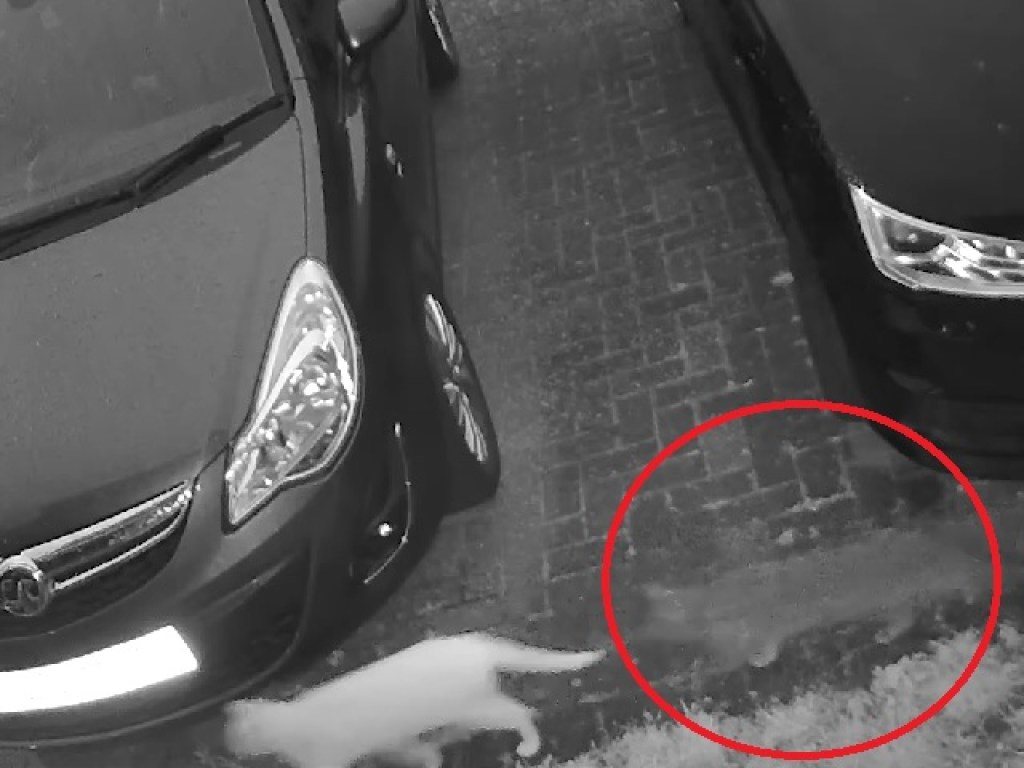 «Это просто безумие»: британка увидела призрак кота и запаниковала (ФОТО, ВИДЕО)