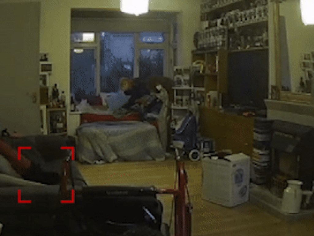 В жилье девушки появился «призрак кота»: камера сняла передвижение темной фигуры