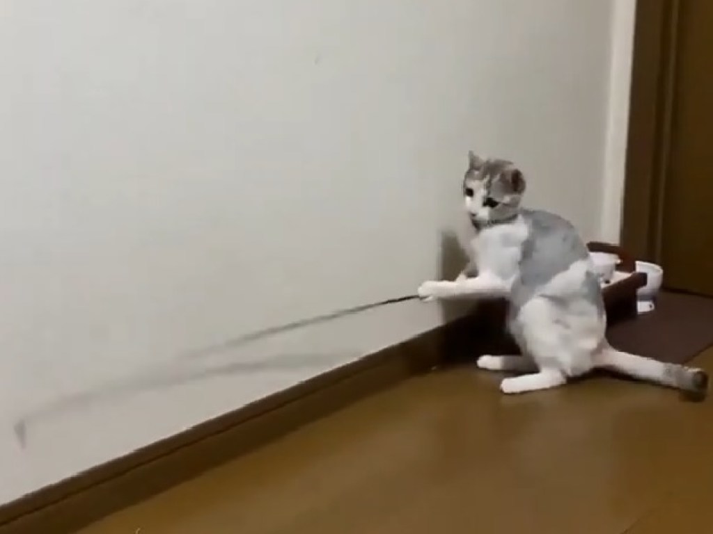 Любознательная кошка играла с удочкой и развеселила Сеть (ФОТО, ВИДЕО)