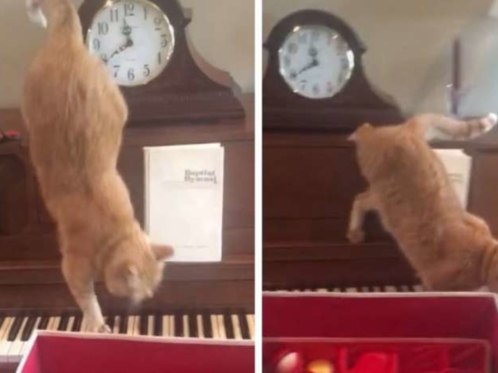 Кот ходил по пианино и случайно сыграл сложную музыку (ФОТО, ВИДЕО)