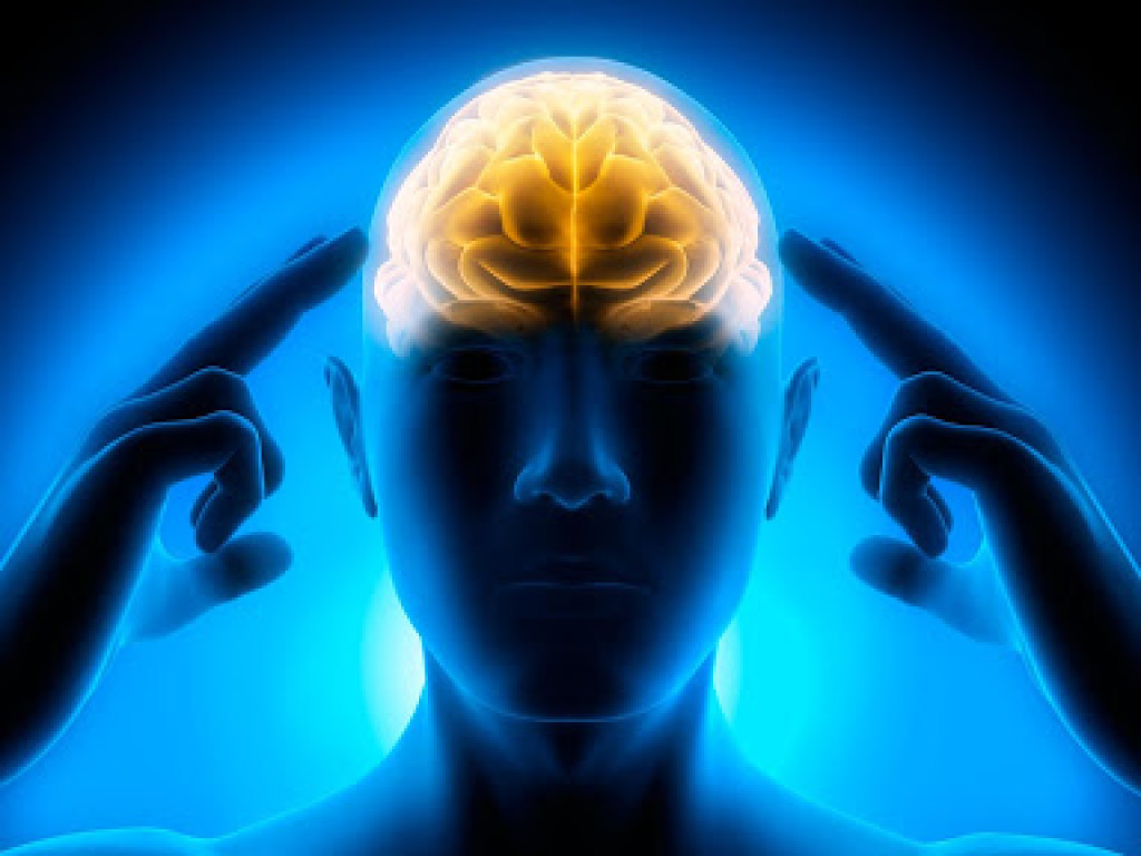 Ученые нашли связь между алкоголизмом и анатомическими изменениями мозга