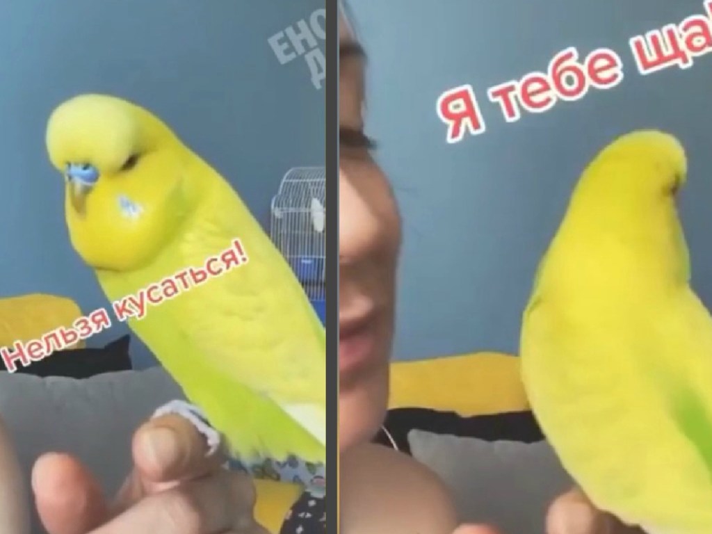 Неадекватное поведение попугая развеселило Сеть (ФОТО, ВИДЕО)