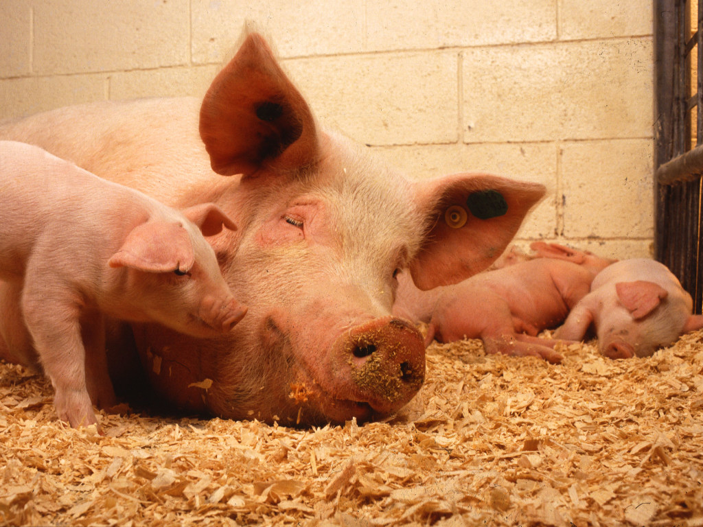 Алкоголь делает свиней счастливее и улучшает вкус их мяса – ученые