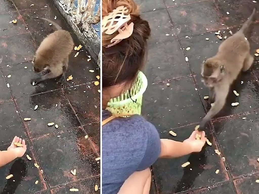 Жадная обезьянка показала чудеса растяжки на скользком мосту (ФОТО, ВИДЕО)