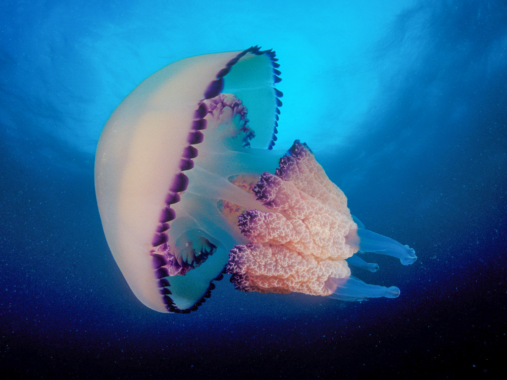 В Сети появился ролик с самой огромной медузой в мире (ВИДЕО)