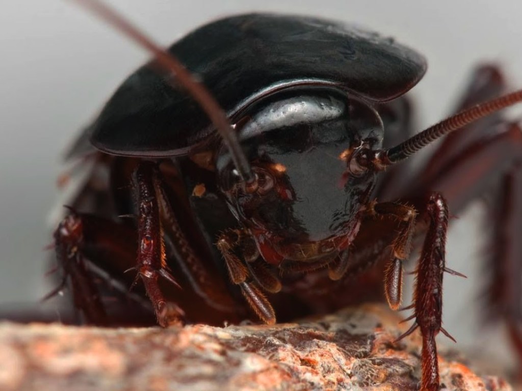 Ученые нашли жука, который может поглощать и переваривать пластик