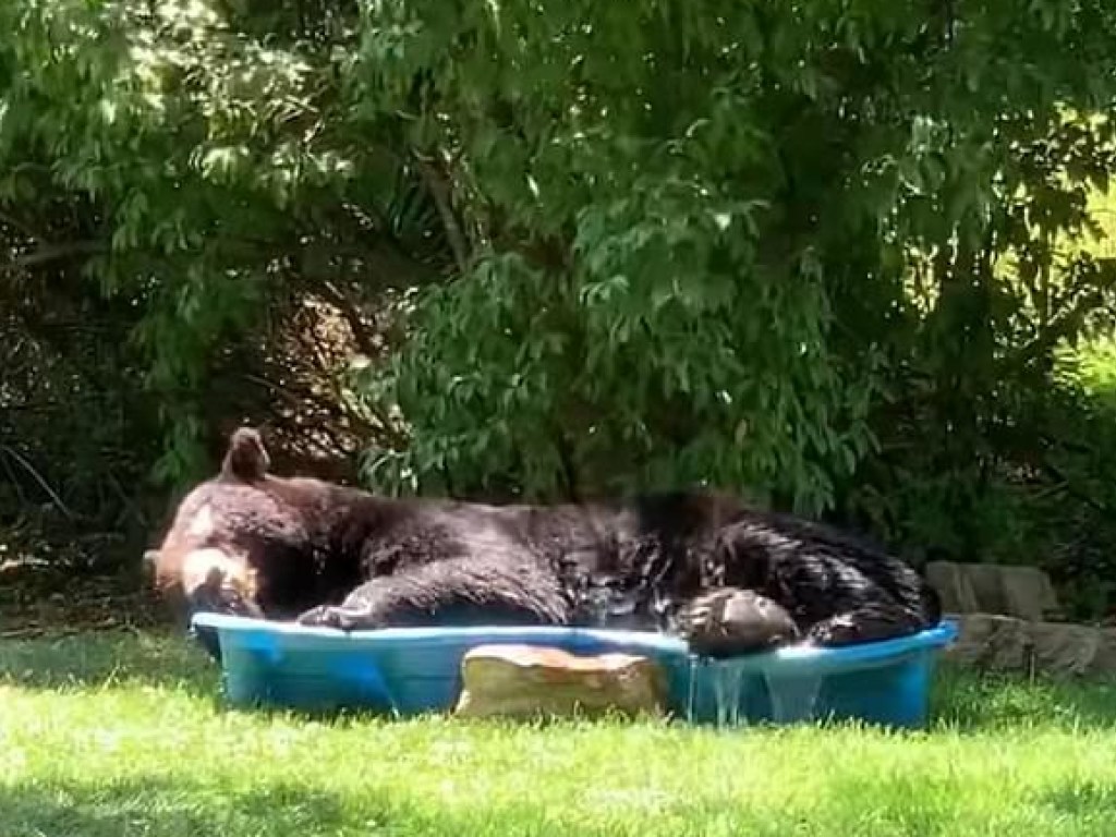 В США медведь уснул на детской площадке (ФОТО, ВИДЕО)