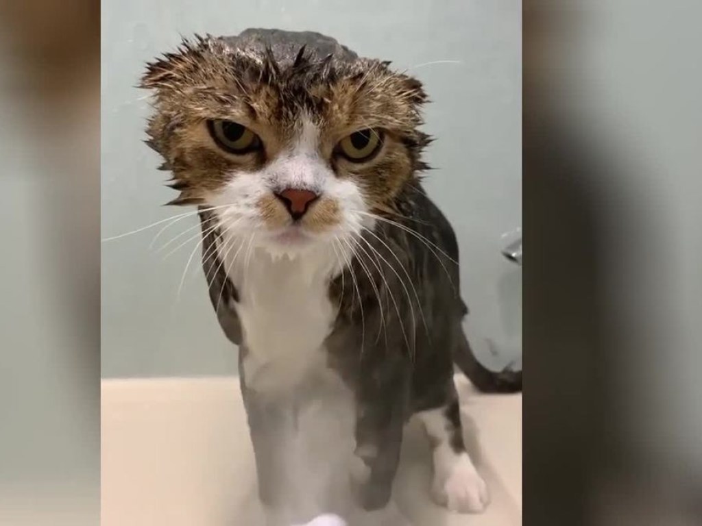 Суровый кот еле вытерпел, пока хозяйка купала его ванной: в Сети показали смешные фото и видео