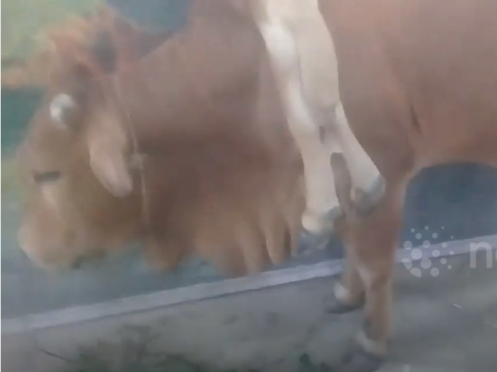 Шестиногая корова с двумя хвостами стала достопримечательностью Вьетнама (ФОТО)