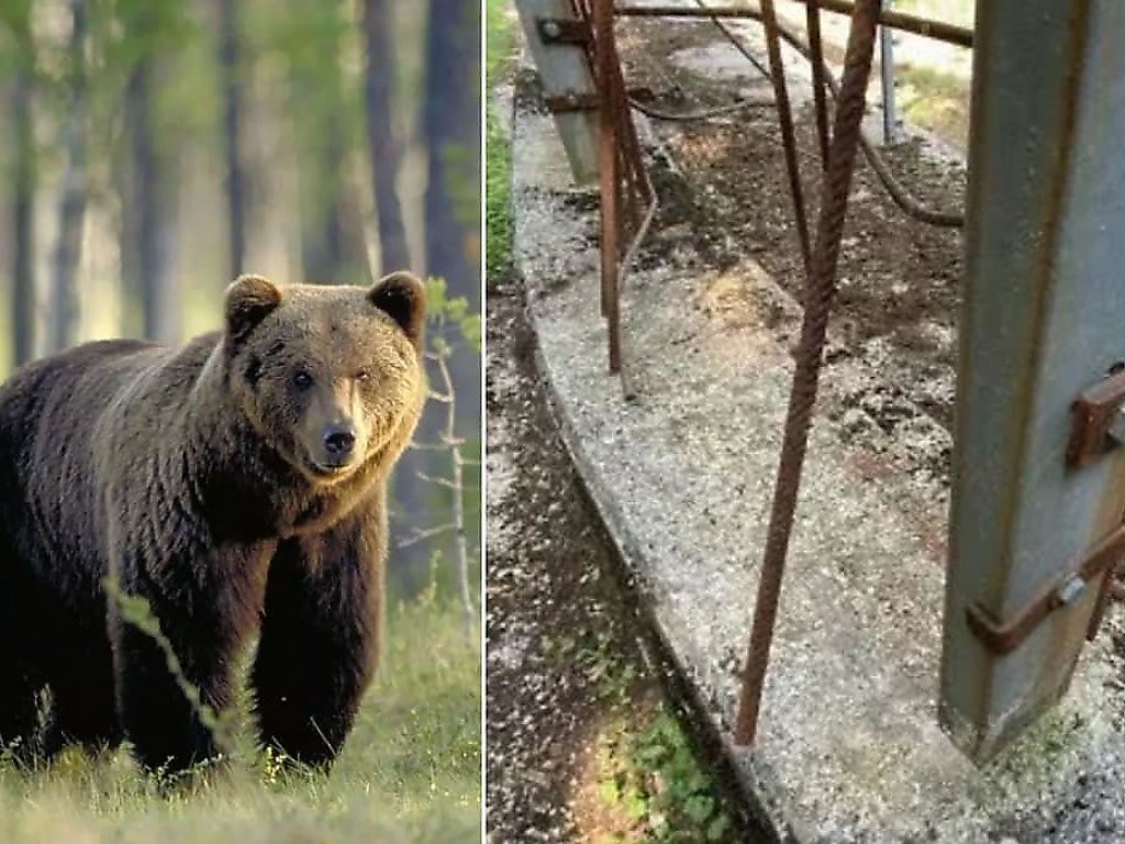 Знаменитый на весь мир медведь совершил очередной побег из итальянского питомника (ФОТО, ВИДЕО)