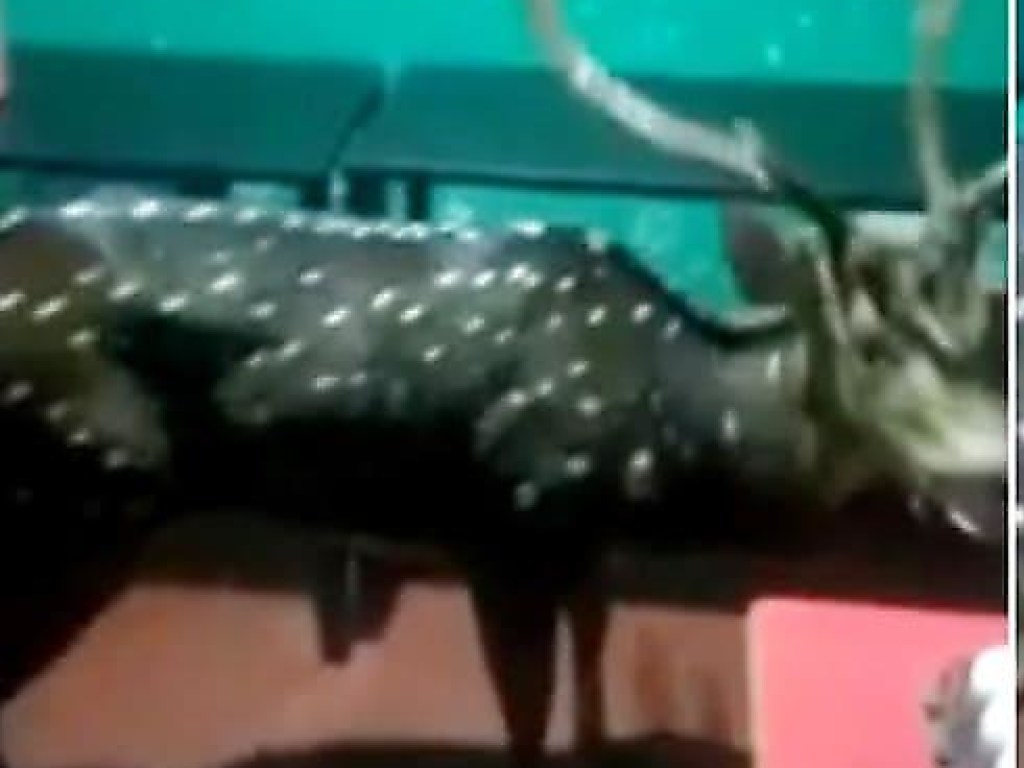 Голодный олень устроил погром в индийском отеле (ФОТО, ВИДЕО)