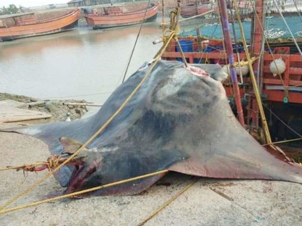 Индийские рыбаки выловили гигантское «чудовище» в 800 килограмм (ФОТО)