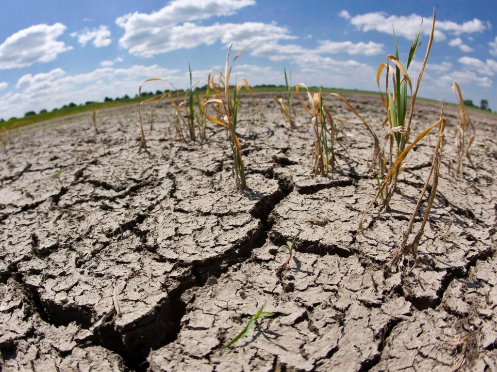 Отсутствие искусственного орошения и засуха стали причиной потери 30% урожая в Одесской области &#8212; эксперт