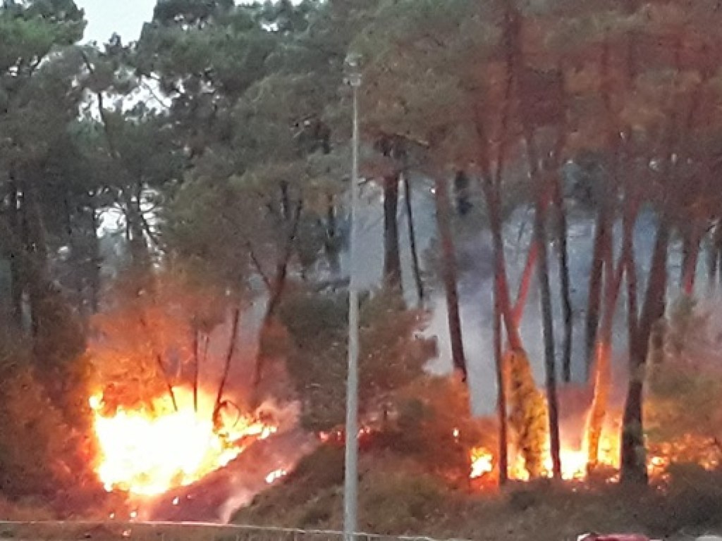За ночь во Франции сгорели 165 гектаров соснового леса (ФОТО, ВИДЕО)