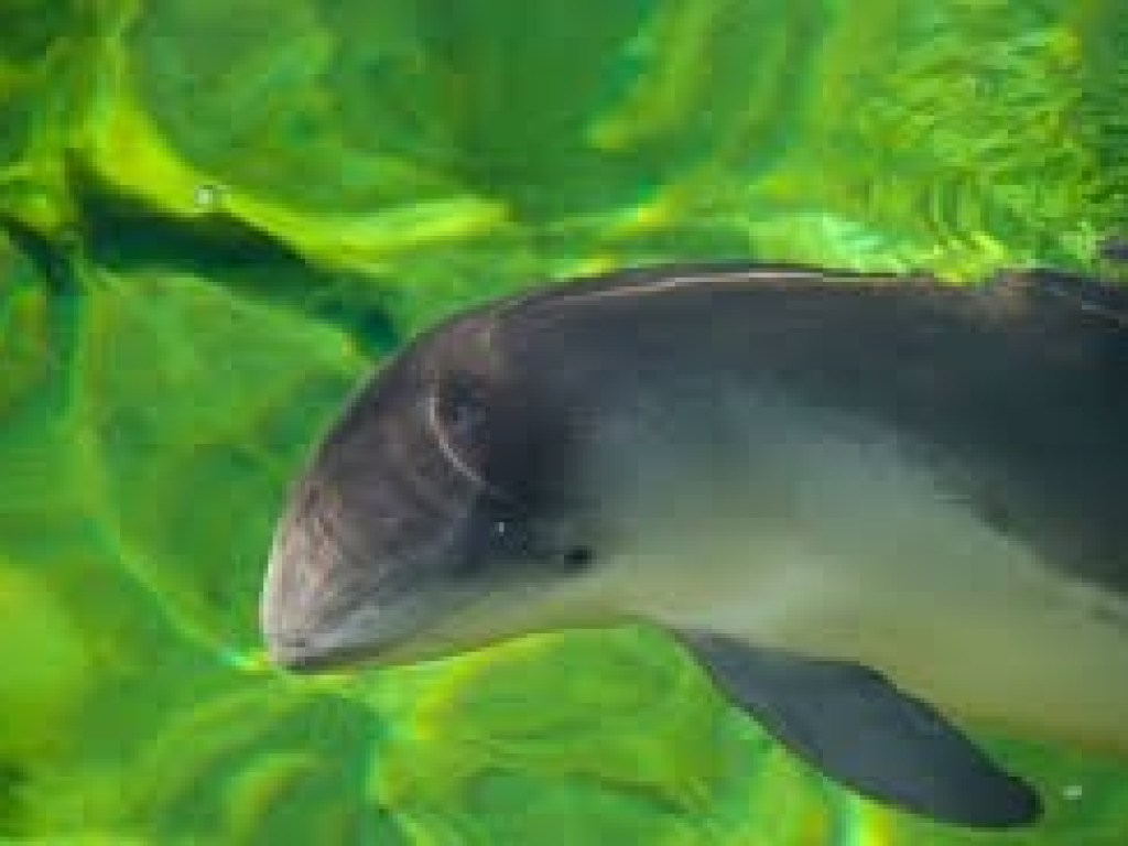 В Одессе на пляже возле танкера Delfi нашли труп дельфина (ФОТО, ВИДЕО)