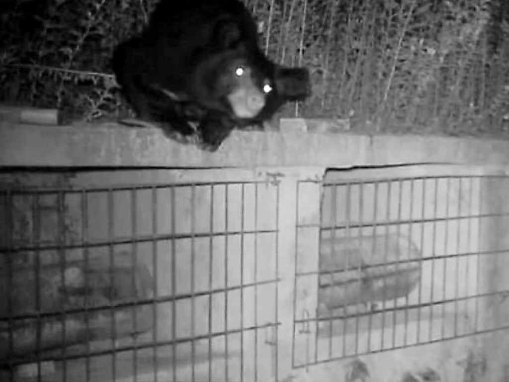 Медведь украл мед на пасеке в Китае и стал звездой Сети (ФОТО, ВИДЕО)