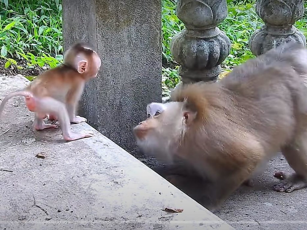Мохнатая обезьяна трогательно показала любовь к своему малышу (ФОТО, ВИДЕО)