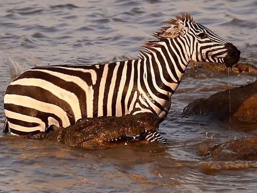 Храбрая зебра оставила без обеда огромного крокодила в Кении (ФОТО, ВИДЕО)