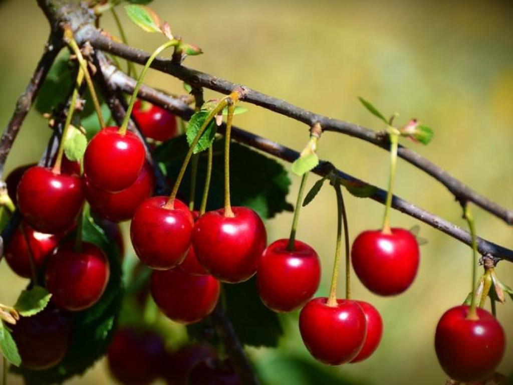Эксперты назвали неожиданные свойства вишни