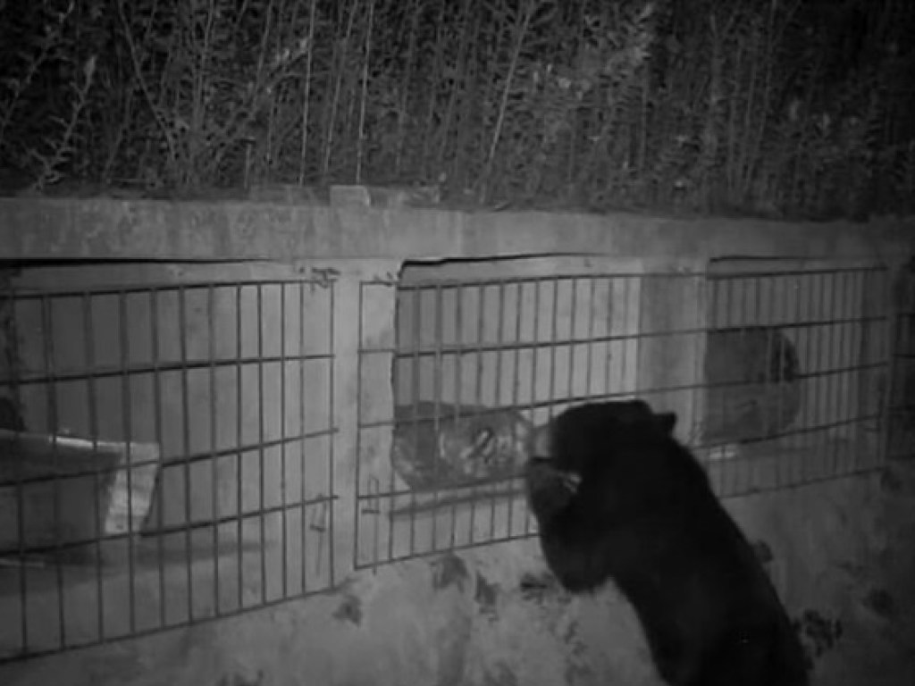 Китайский медведь совершил набег на пасеку и слопал 8 кило меда (ФОТО, ВИДЕО)