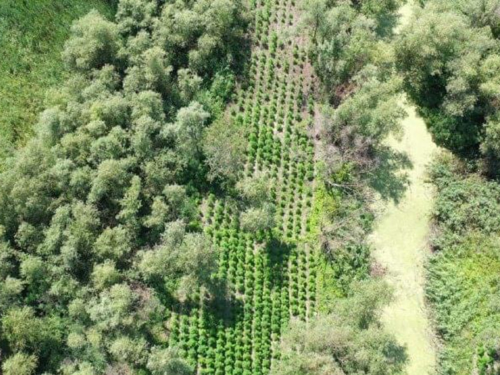 В Одесской области обнаружили крупную плантацию марихуаны (ФОТО)