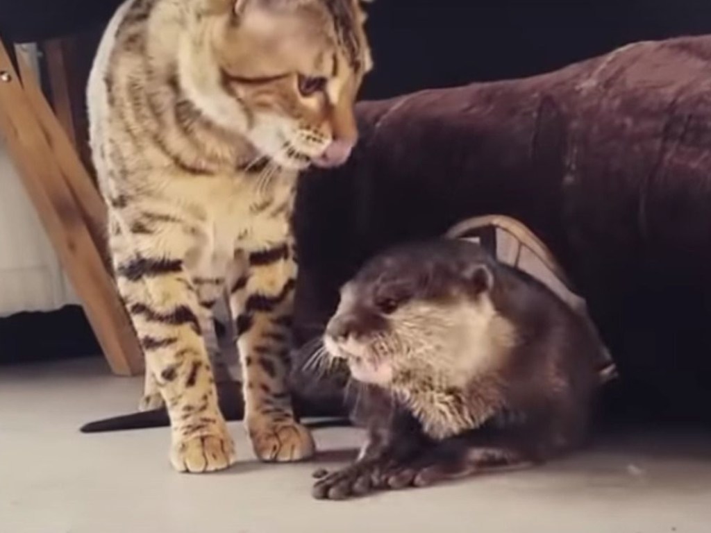 Сеть умилила дружба выдры и бенгальского кота: видео из зоопарка
