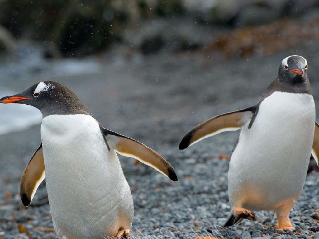 В британском зоопарке пингвинов развеселили мыльными пузырями: как это было (ВИДЕО)