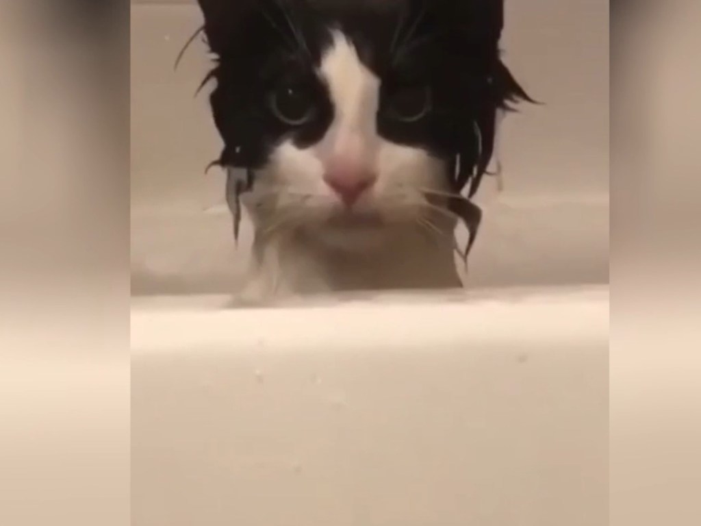 «Это надо видеть!»: необычная реакция кота на купание рассмешила Сеть (ФОТО, ВИДЕО)
