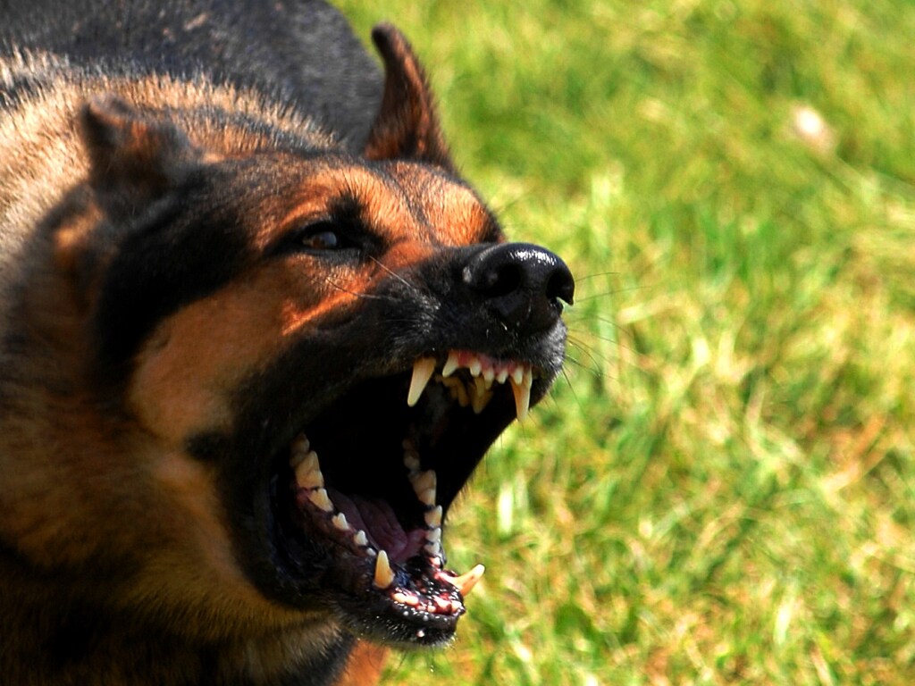 В Одессе зоозащитницу покусала собака: девушка попала в реанимацию (ФОТО)