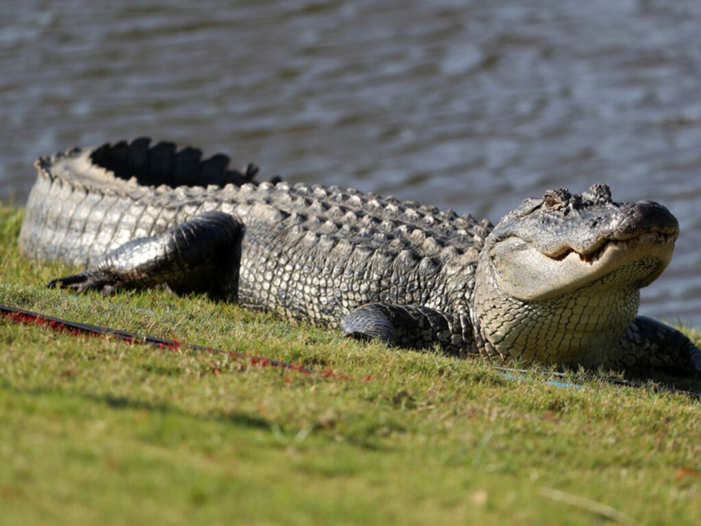 Серийный убийца скормил крокодилам более 50 человек