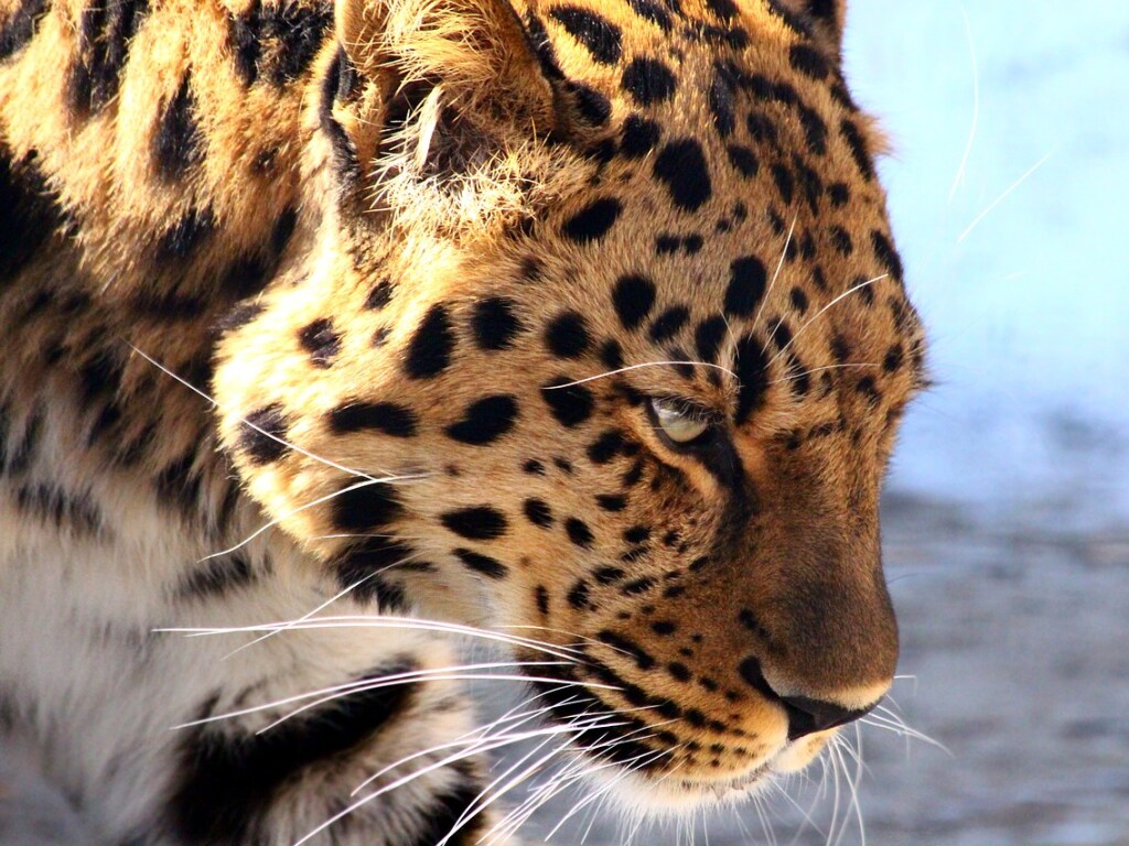 Из зоопарка сбежал леопард и напугал прохожих (ВИДЕО)
