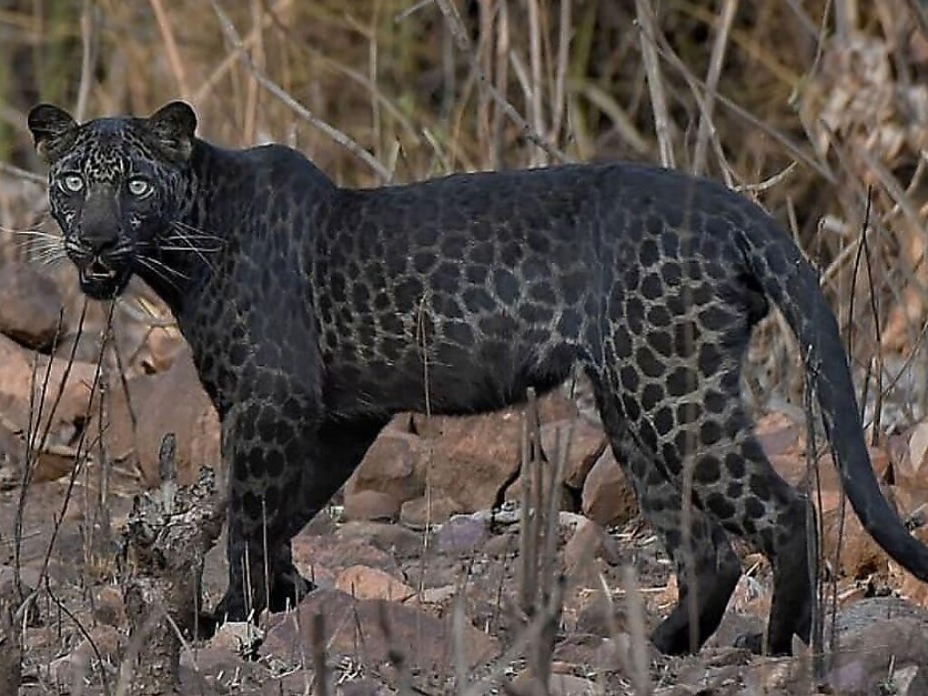 В Индии заметили редчайшего черного леопарда (ФОТО, ВИДЕО)