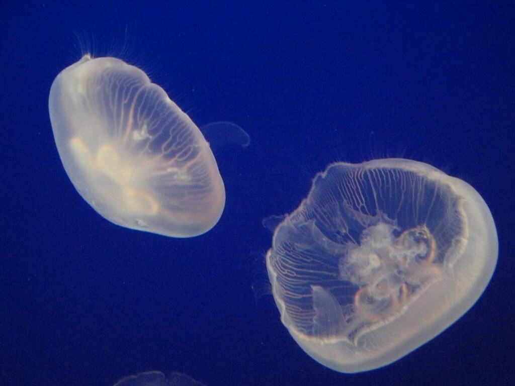 На берег азовского курорта вынесло тысячи дохлых медуз: море превратилось в зловонный кисель (ВИДЕО)
