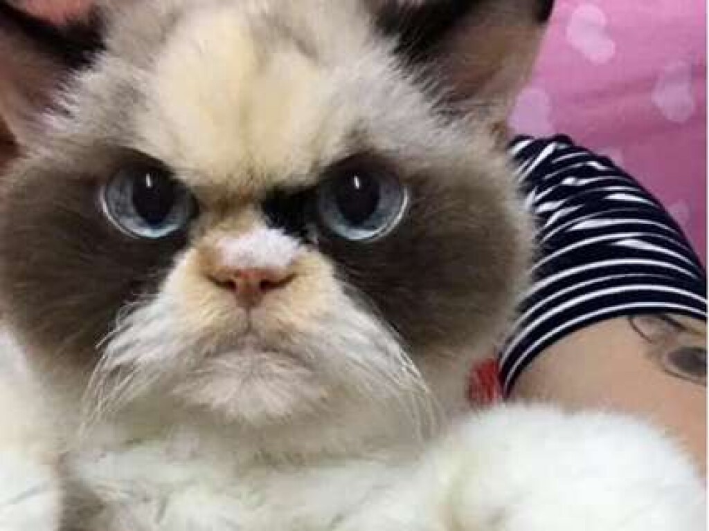 Замена Grumpy cat: Кошка покорила Сеть суровым взглядом (ФОТО)