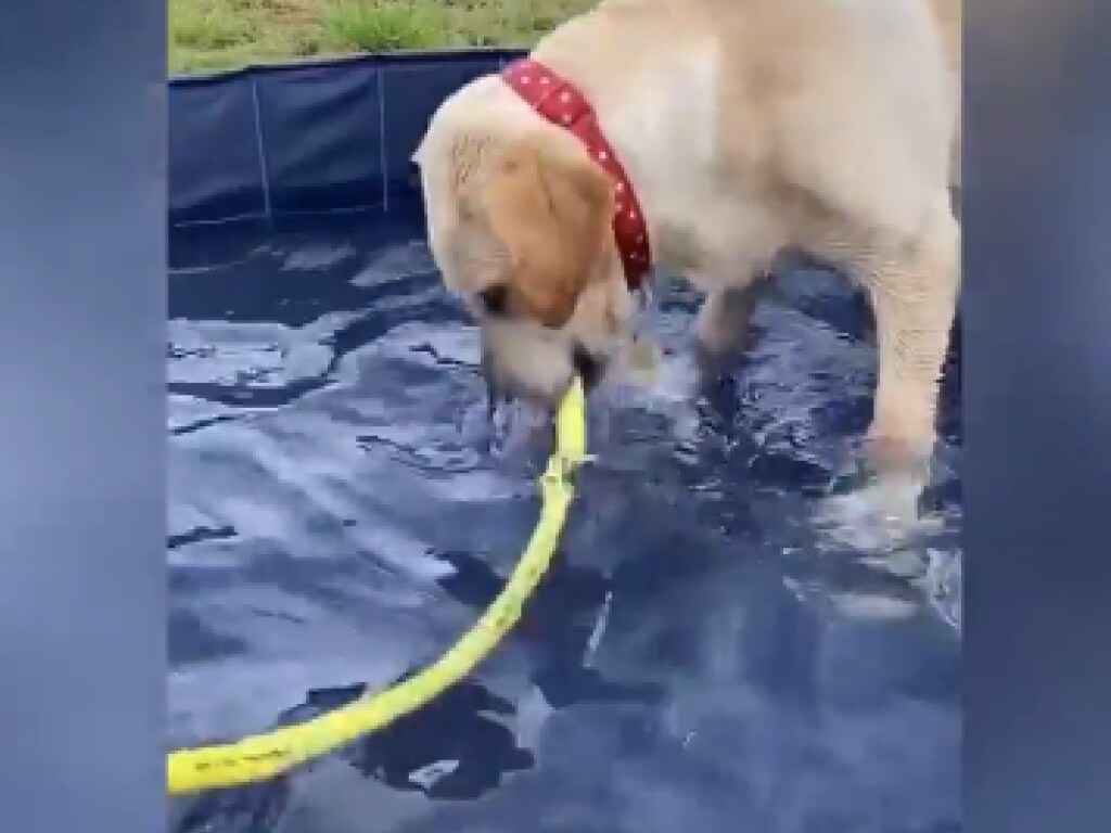 Шланг в воде смутил собаку: пёсик хотел с ним «сразиться» и был повержен (ВИДЕО)