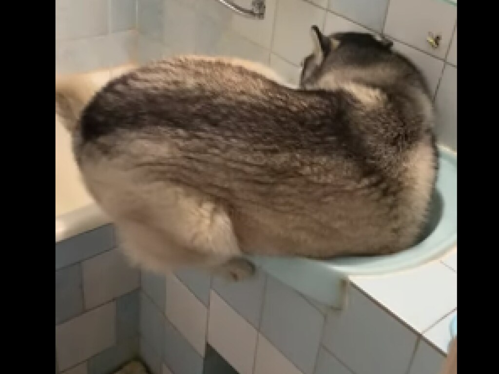 Собака пыталась купаться в раковине и насмешила Сеть (ВИДЕО)