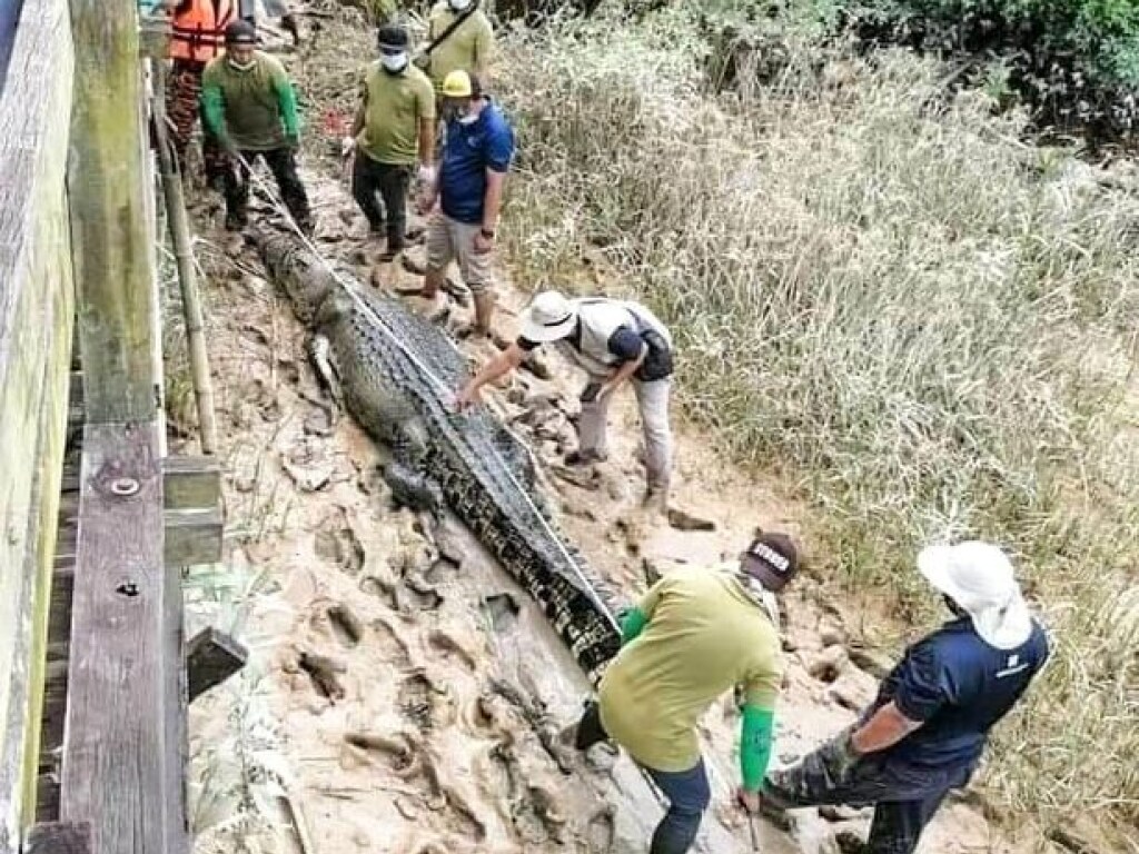 В Малайзии останки пропавшего без вести мальчика обнаружили в желудке у крокодила (ФОТО)