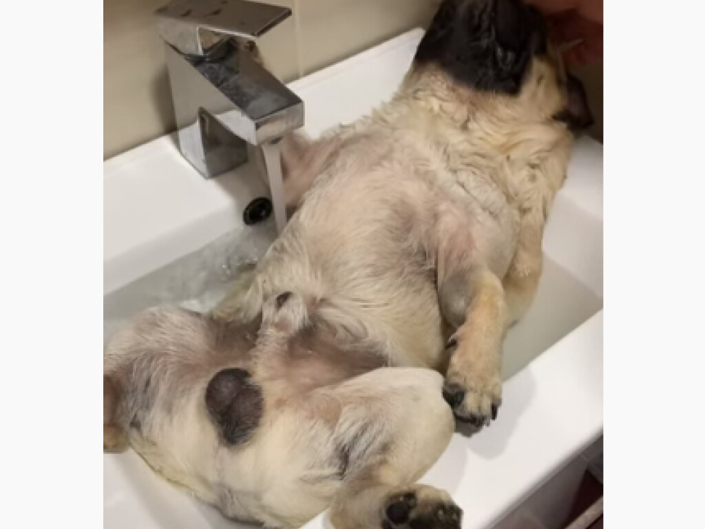 «Собачье спа в жаркий день»: пёс расслаблялся под краном с холодной водой (ВИДЕО)